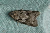 Cnephasia