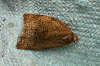 Archips rosana