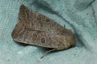 Hoplodrina ambigua
