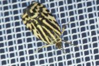 Emmelia trabealis