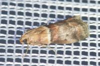 Acrobasis repandana