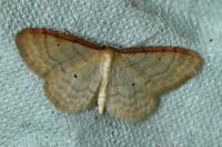 Idaea humiliata