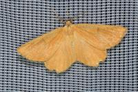 Angerona prunaria