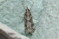 Eudonia angustea