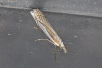 Crambus pascuella
