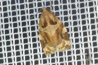 Archips xylosteana