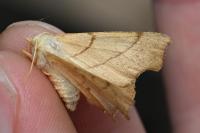Ennomos erosaria