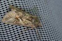 Autographa gamma