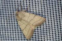 Charanyca trigrammica