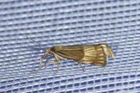 Chrysocrambus linetella
