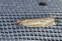 Crambus lathoniellus