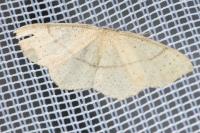 Cyclophora punctaria