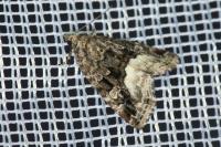 Deltote pygarga