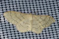 Idaea aversata