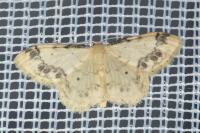 Idaea trigeminata
