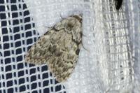 Meganola strigula