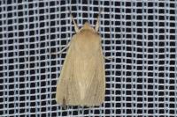 Mythimna pallens