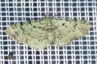 Pasiphila rectangulata