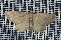 Philereme vetulata