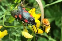Zygaena trifolii
