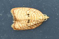 Acleris forsskaleana