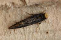 Monopis laevigella
