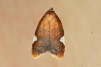 Acleris holmiana