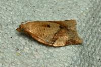 Clepsis consimilana