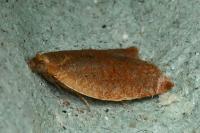 Clepsis consimilana