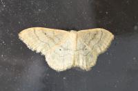 Idaea deversaria