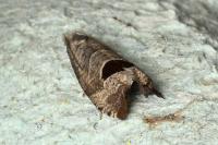 Notocelia uddmanniana