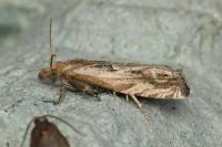 Eucosma