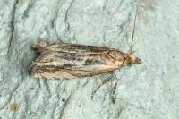 Eucosma