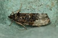 Hedya nubiferana
