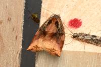 Archips podana