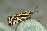 Emmelia trabealis