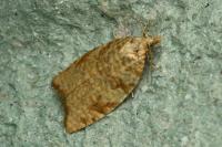 Aleimma loeflingiana