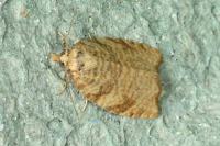 Aleimma loeflingiana