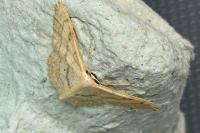 Idaea aversata
