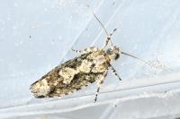 Zeiraphera isertana