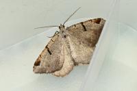 Macaria wauaria