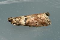 Acrobasis consociella