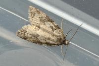 Cnephasia