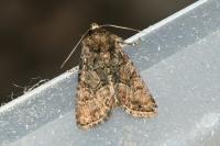 Oligia