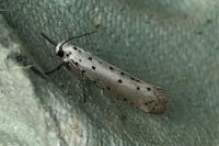 Yponomeuta padella