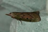 Aphomia sociella