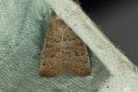 Hoplodrina ambigua