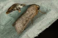 Hoplodrina ambigua