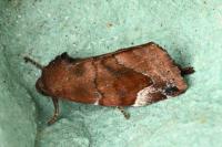 Cosmia pyralina