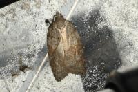 Acleris sparsana